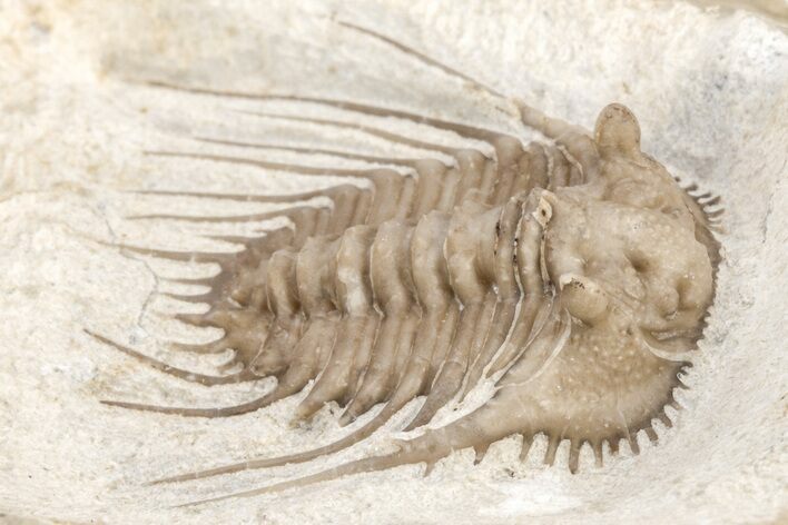 Spiny Trilobite (Kettneraspis) - Black Cat Mountain, Oklahoma #209149